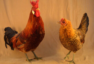 Breed Profile: Sicilian Buttercup Chickens